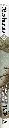 BESTIARIUS_7003.webp
